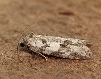 49.056 BF1019 Cnephasia conspersana gendet