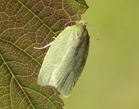 49.059 BF1033 Green Oak Tortrix Tortrix viridana