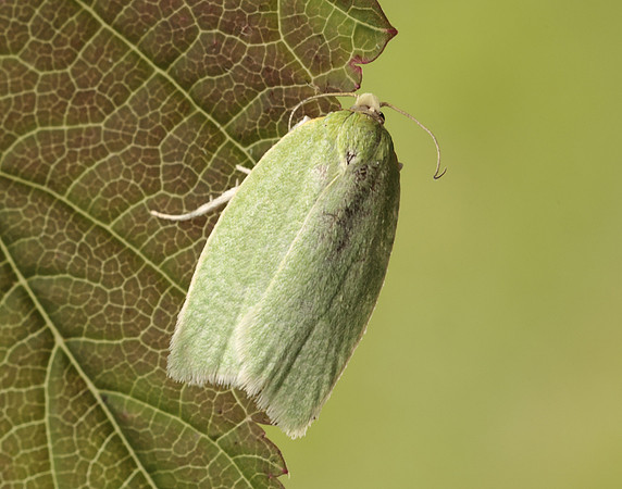 49.059 BF1033 Green Oak Tortrix Tortrix viridana