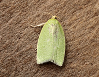 49.059 BF1033 Green Oak Tortrix Tortrix viridana