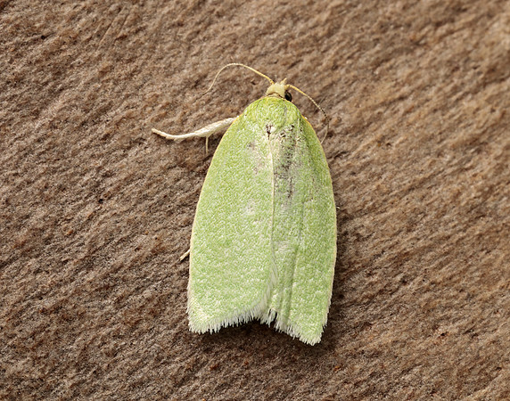 49.059 BF1033 Green Oak Tortrix Tortrix viridana