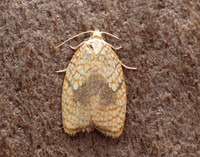 49.062 BF1036 Acleris forsskaleana