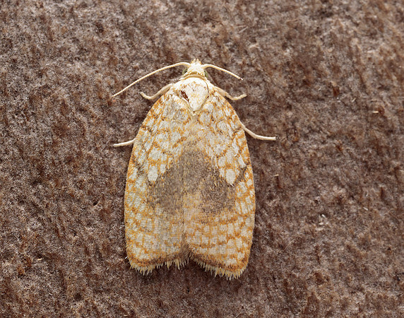 49.062 BF1036 Acleris forsskaleana