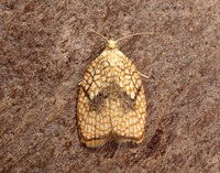 49.062 BF1036 Acleris forsskaleana
