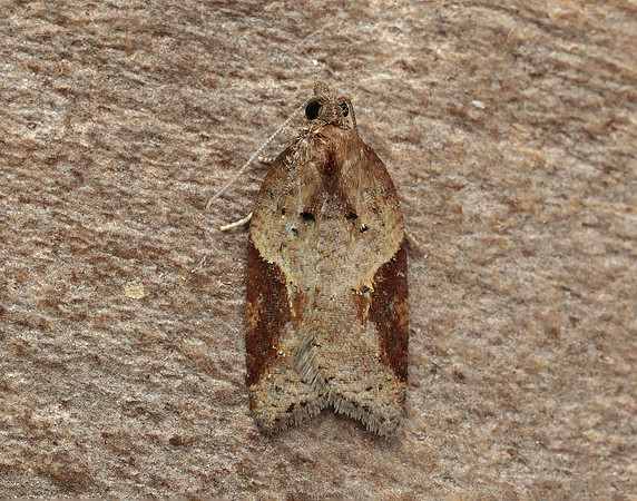 49.066 BF1038 Acleris laterana