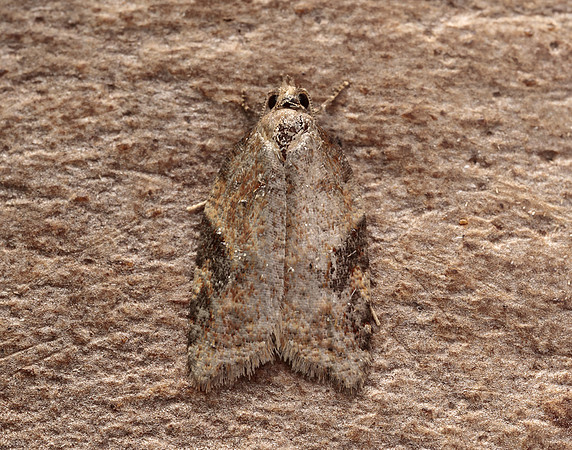 49.066 BF1038 Acleris laterana