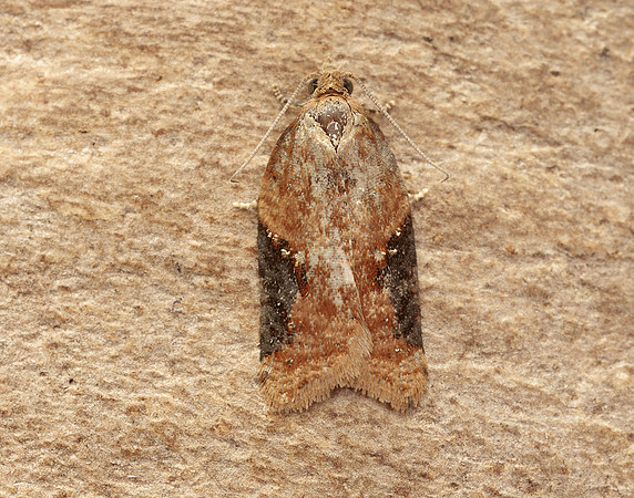 49.066 BF1038 Acleris laterana