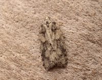 49.067 BF1059 Acleris abietana