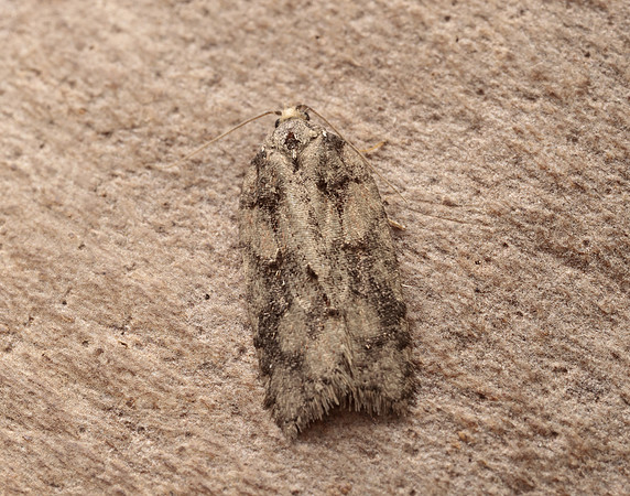 49.067 BF1059 Acleris abietana
