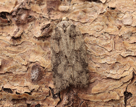 49.067 BF1059 Acleris abietana