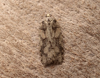 49.067 BF1059 Acleris abietana