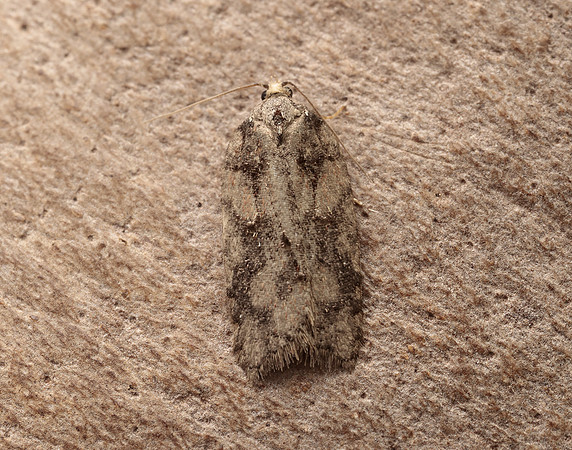 49.067 BF1059 Acleris abietana