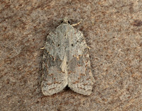 49.069 BF1041 Acleris sparsana
