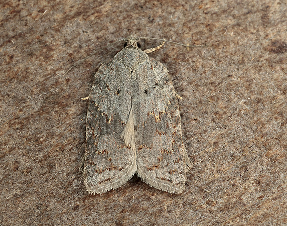 49.069 BF1041 Acleris sparsana