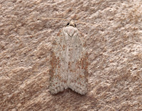 49.069 BF1041 Acleris sparsana