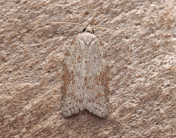 49.069 BF1041 Acleris sparsana