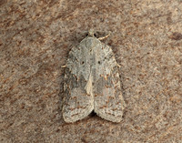 49.069 BF1041 Acleris sparsana