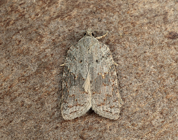 49.069 BF1041 Acleris sparsana