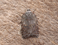 49.069 BF1041 Acleris sparsana