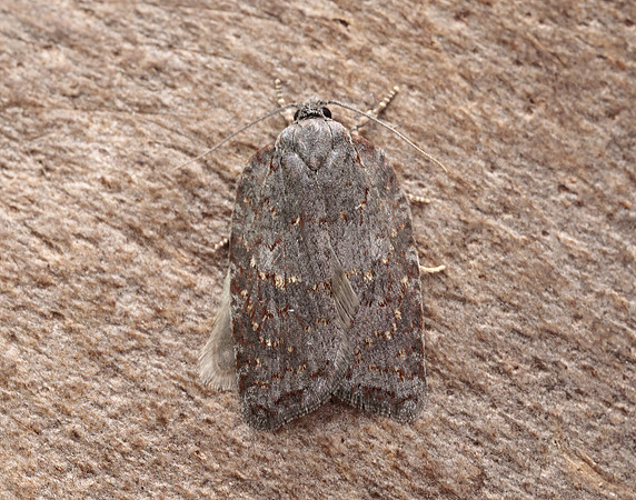 49.069 BF1041 Acleris sparsana