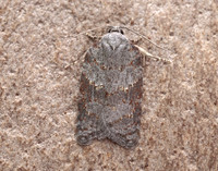 49.069 BF1041 Acleris sparsana