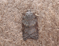 49.069 BF1041 Acleris sparsana