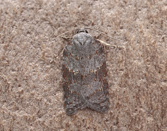 49.069 BF1041 Acleris sparsana