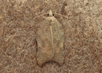 49.071 BF1062 Acleris emargana