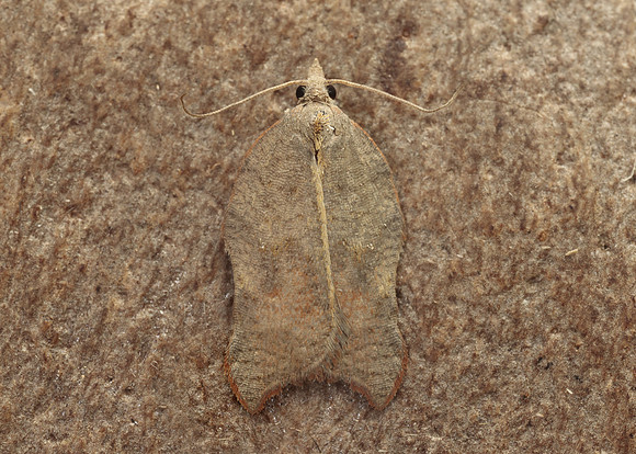49.071 BF1062 Acleris emargana