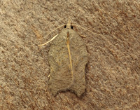 49.071 BF1062 Acleris emargana