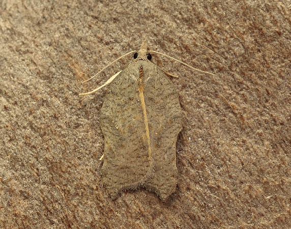 49.071 BF1062 Acleris emargana
