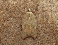 49.071 BF1062 Acleris emargana