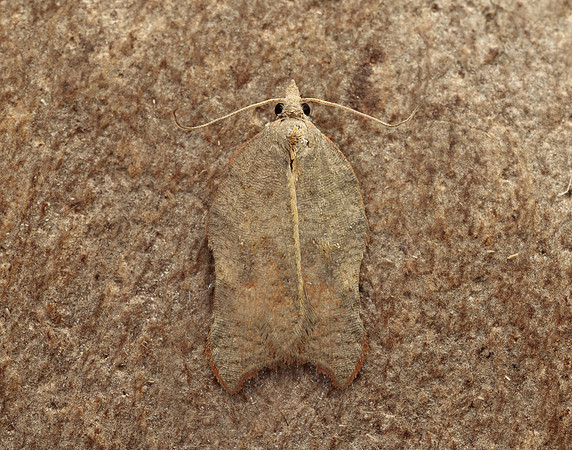49.071 BF1062 Acleris emargana