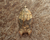 49.071 BF1062 Acleris emargana