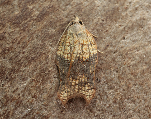 49.071 BF1062 Acleris emargana