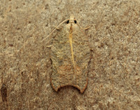 49.071 BF1062 Acleris emargana
