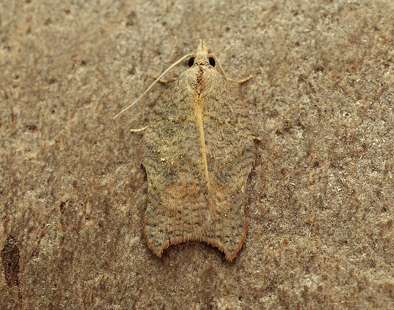49.071 BF1062 Acleris emargana