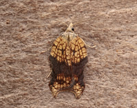 49.071 BF1062 Acleris emargana