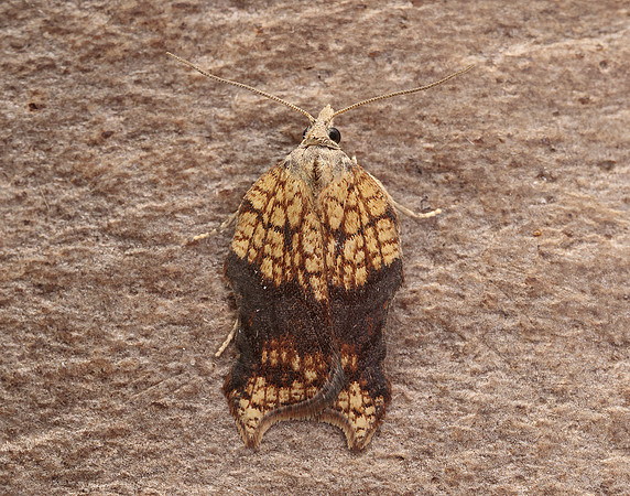 49.071 BF1062 Acleris emargana