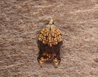 49.071 BF1062 Acleris emargana