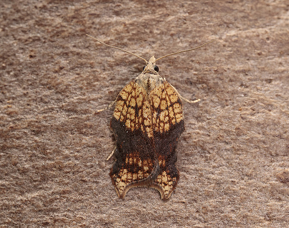 49.071 BF1062 Acleris emargana