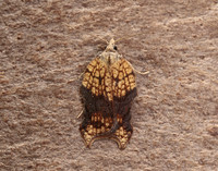 49.071 BF1062 Acleris emargana