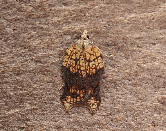 49.071 BF1062 Acleris emargana