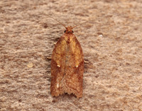 49.078 BF1043 Acleris aspersana