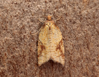 49.078 BF1043 Acleris aspersana