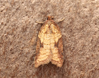 49.078 BF1043 Acleris aspersana