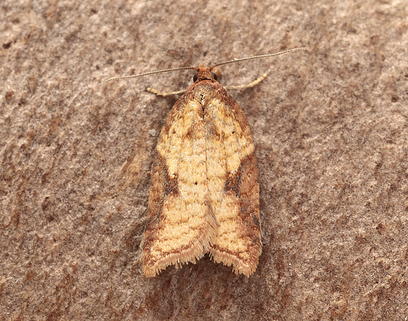49.078 BF1043 Acleris aspersana