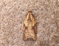 49.078 BF1043 Acleris aspersana