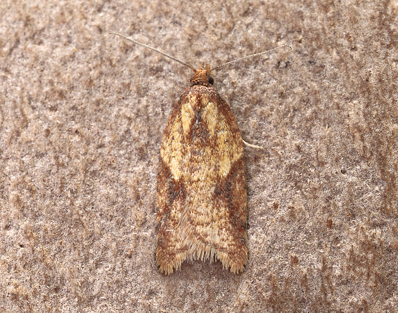 49.078 BF1043 Acleris aspersana