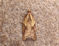49.078 BF1043 Acleris aspersana